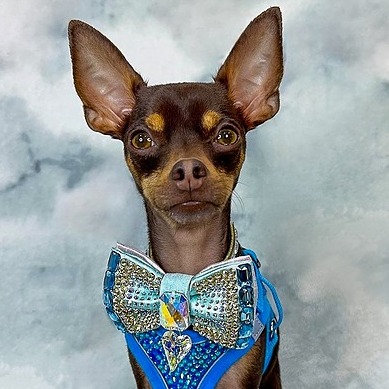 Jordan Valentino Instagram, TikTok Linktree